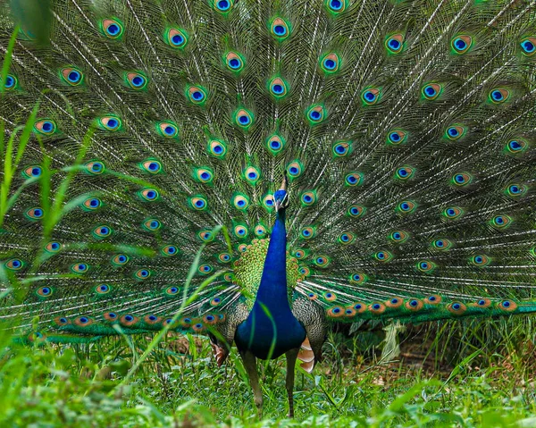 Dancing Peacock Garden — Fotografia de Stock