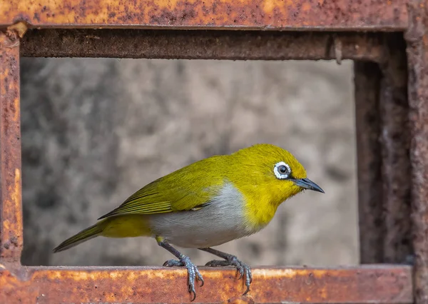Pássaro Oriental Olho Branco Sentado Uma Moldura — Fotografia de Stock