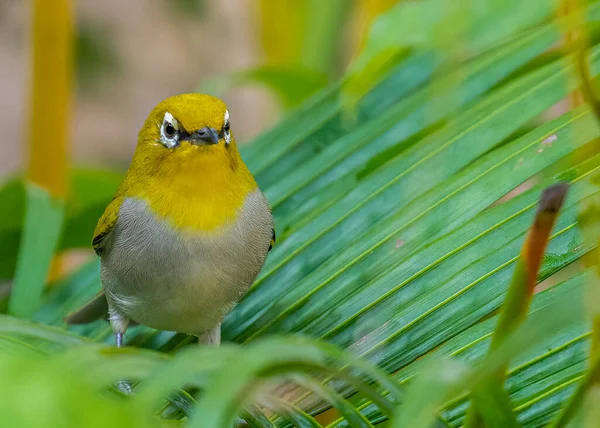 Pássaro Oriental Olho Branco Olhando Para Câmera Plantas — Fotografia de Stock