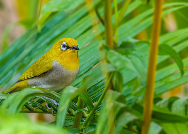 White Eye Oriental Bird Alert Mood Green Plants — Φωτογραφία Αρχείου