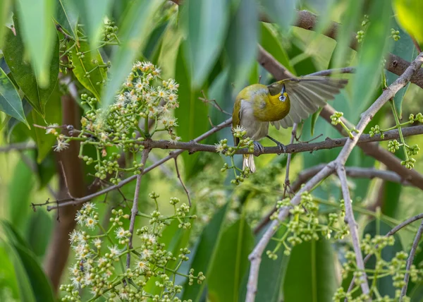 Weißes Auge Orientalischer Vogel Putzt Flügel Einem Baum — Stockfoto