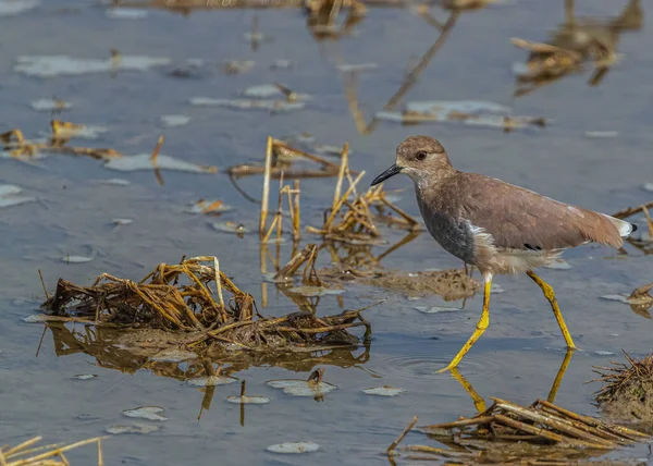 Witte Tail Lapwing Wandelen Het Meer Voor Voedsel — Stockfoto