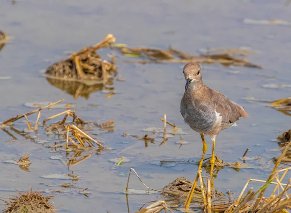 White Tail Lapwing Coming Camera Lake — Fotografia de Stock