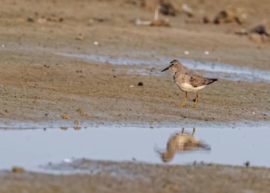 Temminck Stint strolling in wet land and enjoying