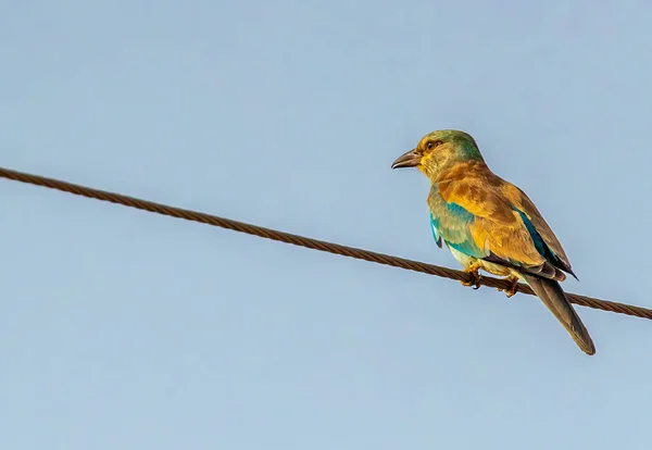 Indian Roller Wire Perching — Photo