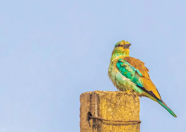 Indian Roller Poll Perching — Photo
