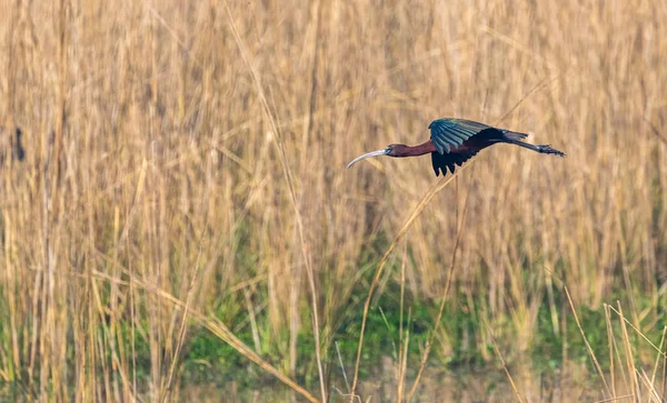 Silky Ibis Flying Wings Wet Land — Stock Photo, Image