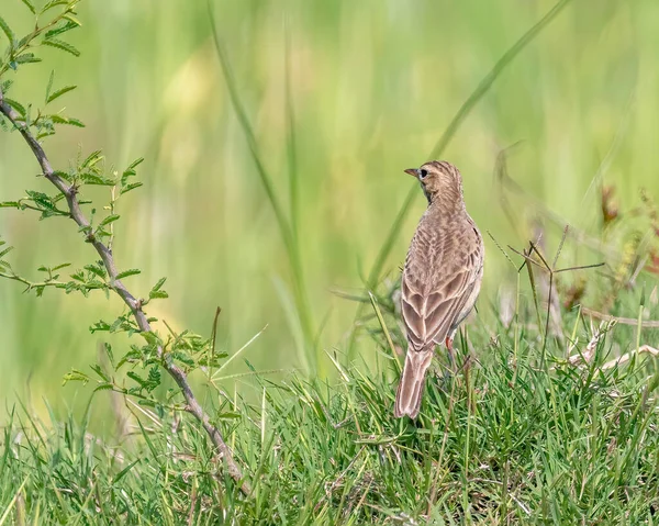 Field Pipit Grass Land Searching Food — Stock Photo, Image