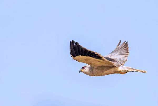 Cerf Volant Épaule Noire Avec Ailes Plates Vol Dans Ciel — Photo