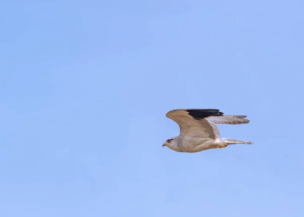 Kite Ombro Preto Voando Como Avião Céu — Fotografia de Stock