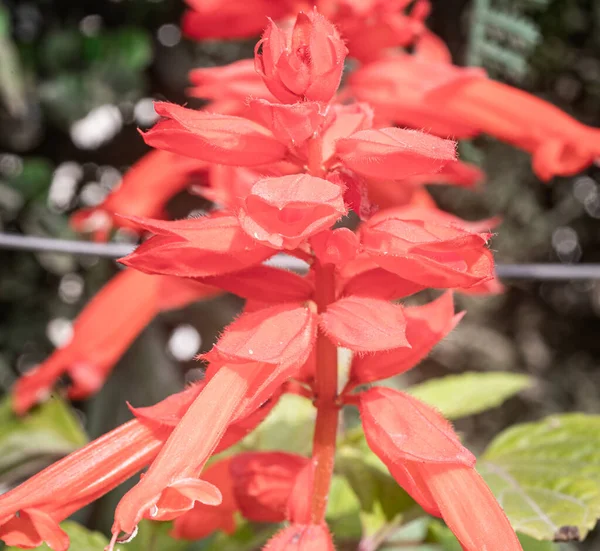 Salvia Splendens Flor Jardim — Fotografia de Stock