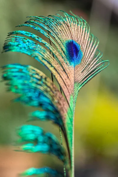 Peacock Plume Colorée Gros Plan Pour Regarder — Photo