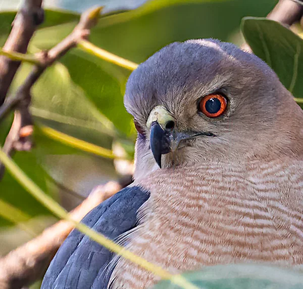 Shikra Mirando Hacia Presa Desde Árbol — Foto de Stock