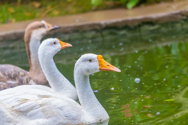 Canards Dans Étang Natation Foyer Sélectif — Photo