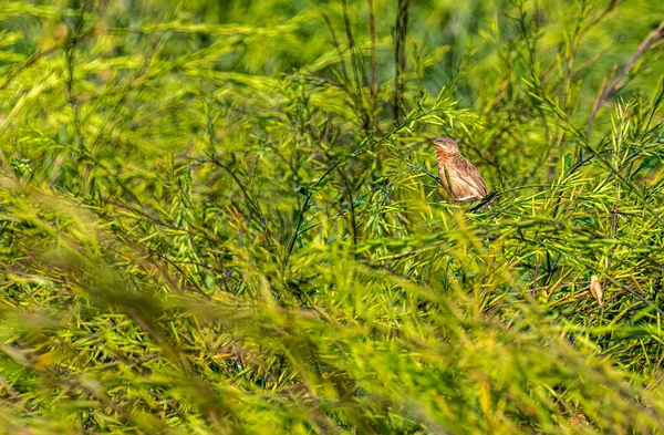 Striated Warbler Wheat Field Basking — Stock fotografie
