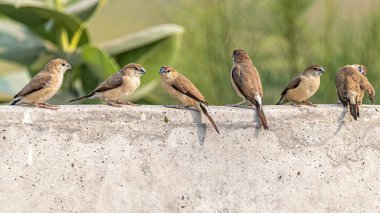 Gümüş banknotlar duvarda toplanıyor ve güneşleniyor.