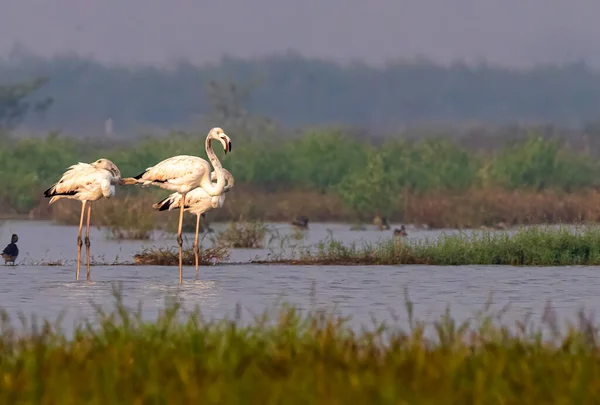 Három Flamingó Pihen Tóban — Stock Fotó