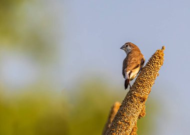 Yiyecek için Millet Stick 'e gümüş bir Bill.