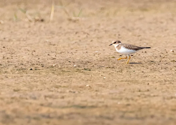 Little Ringed Plover Spacerujący Mokrej Ziemi Dla Żywności — Zdjęcie stockowe