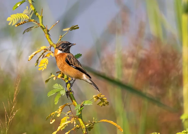 Ein Stone Chat Der Auf Einer Buschpflanze Ruht — Stockfoto