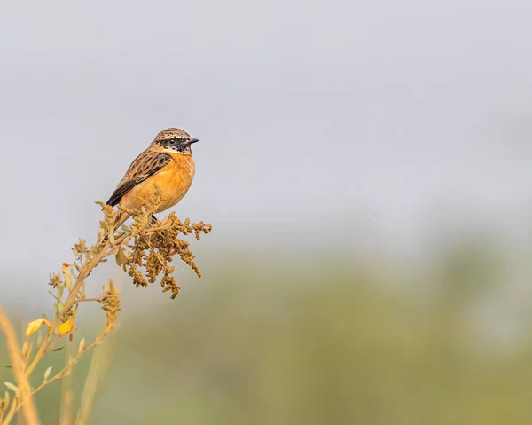 Ein Steinplauderer Der Frühmorgens Auf Einer Pflanze Hockt — Stockfoto