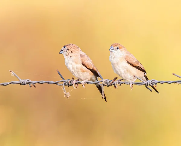 Tel üzerinde bir çift gümüş Bill.