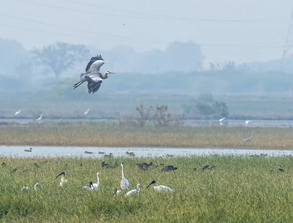 Egy Szürke Heron Repül Nedves Föld Felett — Stock Fotó