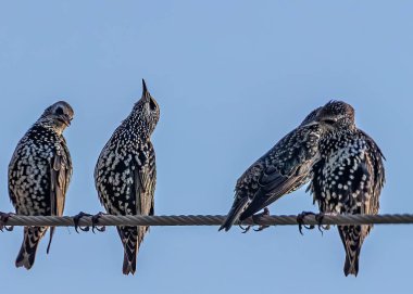Avrasya Sığırcığı bir kabloya tünemiş