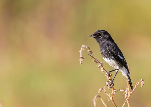 Männlicher Bush Plaudert Auf Einer Pflanze Mit Grünem Hintergrund — Stockfoto