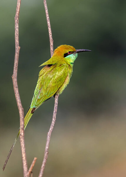 Green Bee Eater perching on a plant with a nice bokeh