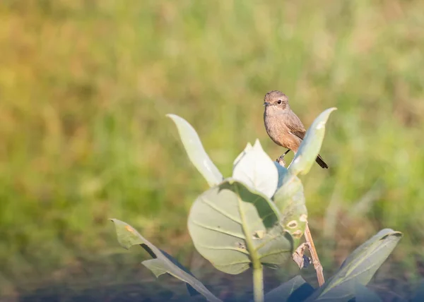 Weiblicher Bush Plaudert Auf Einer Pflanze Mit Grünem Hintergrund — Stockfoto