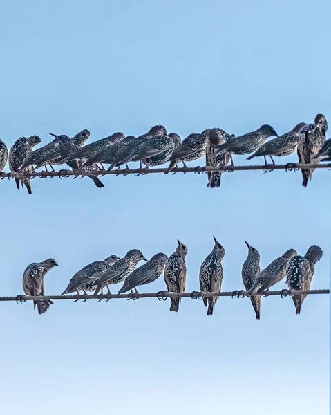 Eine Gruppe Eurasischer Stare Sonnt Sich Auf Einem Draht — Stockfoto