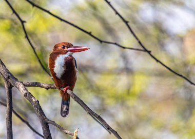 Beyaz boğazlı Kingfisher ağaçta dinleniyor