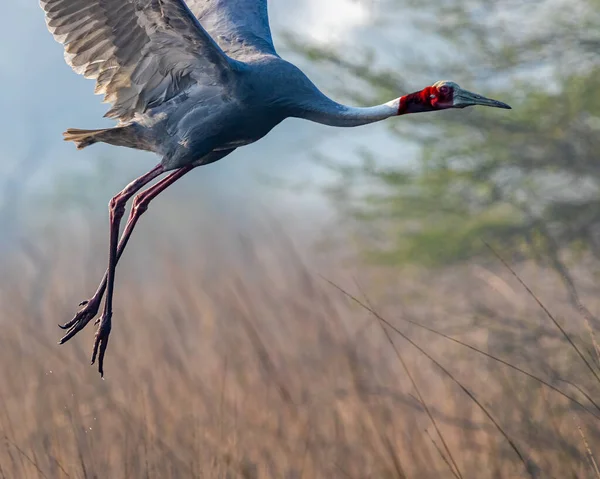 Sarus Crane Stijgt Voor Vlucht Vanaf Nat Land — Stockfoto