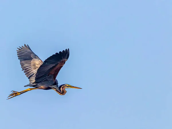 Purple Heron Πετώντας Πάνω Από Υγρή Σχήμα Πτέρυγα — Φωτογραφία Αρχείου