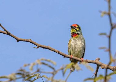 Bakır Ustası Barbet bir çalılıkta güneşleniyor