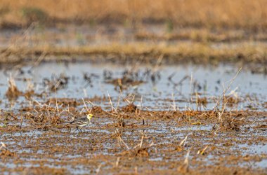 Sarı Wagtail yiyecek aramak için ıslak topraklarda geziniyor.