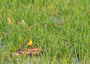 Sarı Wagtail yeşil alanda dinleniyor.
