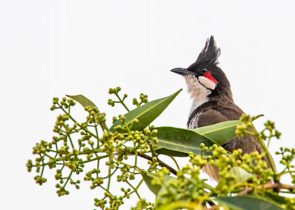 Red Whiskered Bulbul Beristirahat Pohon — Stok Foto