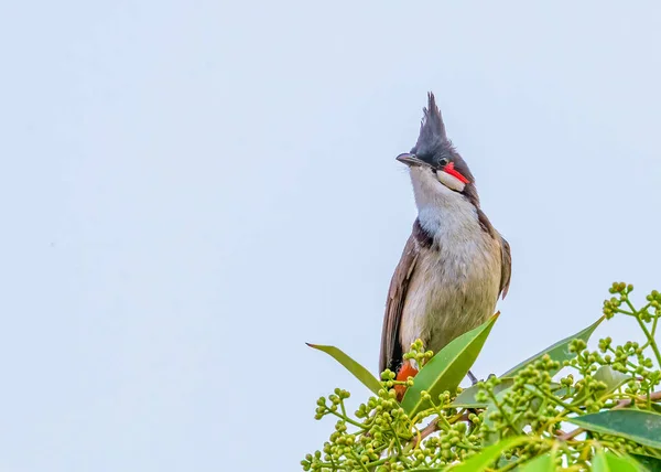 Sebuah Bulbul Red Whiskered Yang Indah Terhadap Langit — Stok Foto