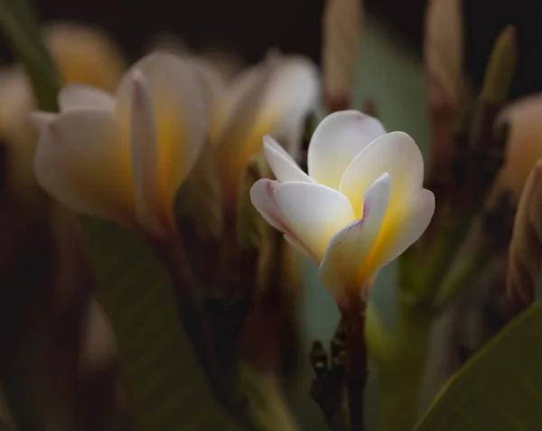 Fiore Frangipani Splendente Luce Giardino Immagine Stock