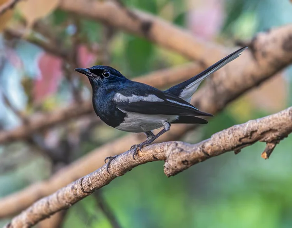 Oriental Magpie Male Tree Branch Resting — Stock Photo, Image