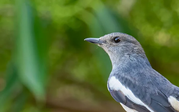 Doğulu Saksağan kadın yeşil zemine daha yakından bakıyor.