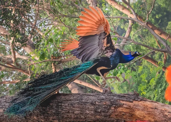 Tavuskuşu ağaçtan inmek için uçuyor