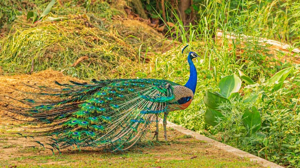 Exposition Plumes Colorées Par Paon Dans Une Forêt — Photo