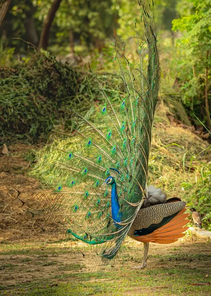 Dancing Peacock Side View Forest — Stock Photo, Image