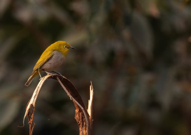 Kuru bir dalda oturan Doğulu Beyaz Göz Kuşu