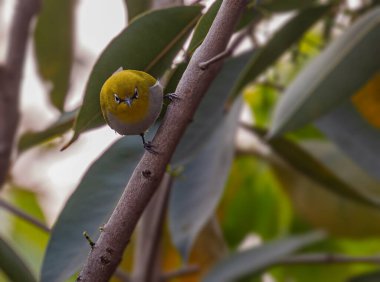 Doğulu Beyaz Göz Kuşu uçuşa hazır.