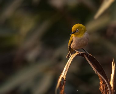 Kuru bir dala tüneyen Doğulu Beyaz Göz Kuşu