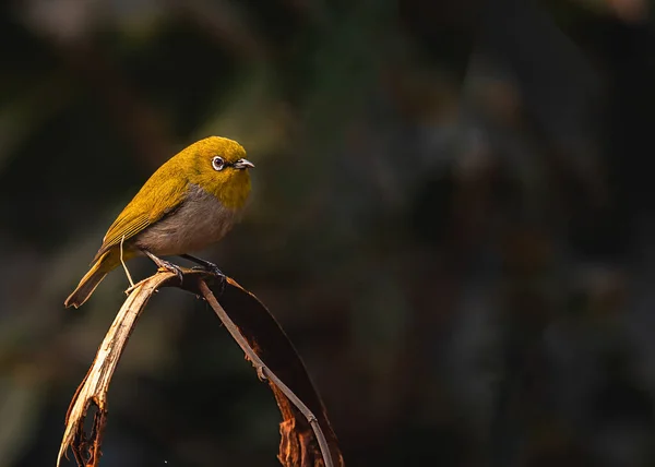 Orientalischer Weißaugenvogel Ruht Auf Einem Trockenen Zweig — Stockfoto